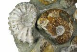 Tall, Composite Ammonite Fossil Display - Madagascar #175810-3